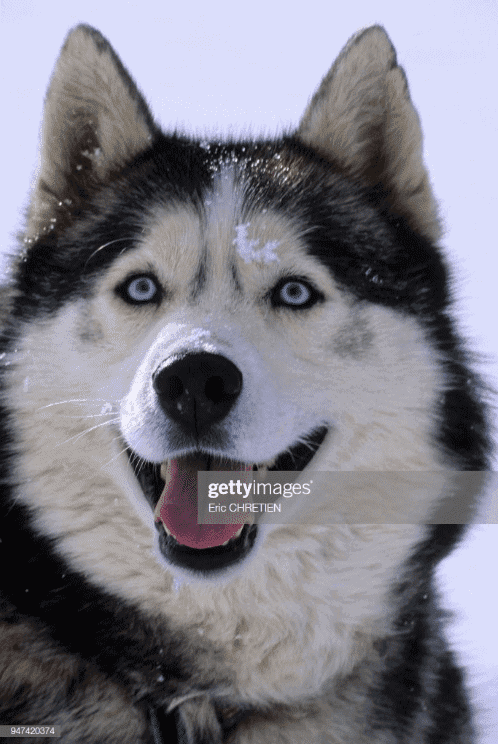 husky getty images reference photo